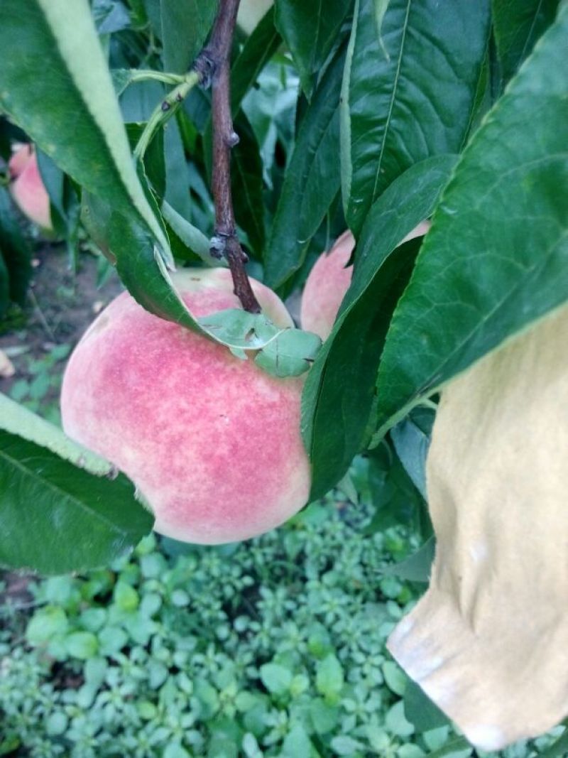 桃树苗新品种水蜜桃苗早春米蜜桃苗成熟期早黄金桃苗种植基