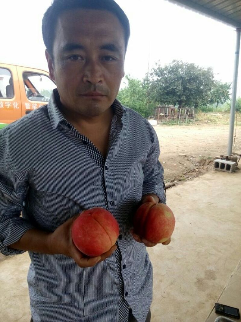 桃树苗新品种水蜜桃苗早春米蜜桃苗成熟期早黄金桃苗种植基