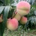 桃树苗新品种水蜜桃苗早春米蜜桃苗成熟期早黄金桃苗种植基
