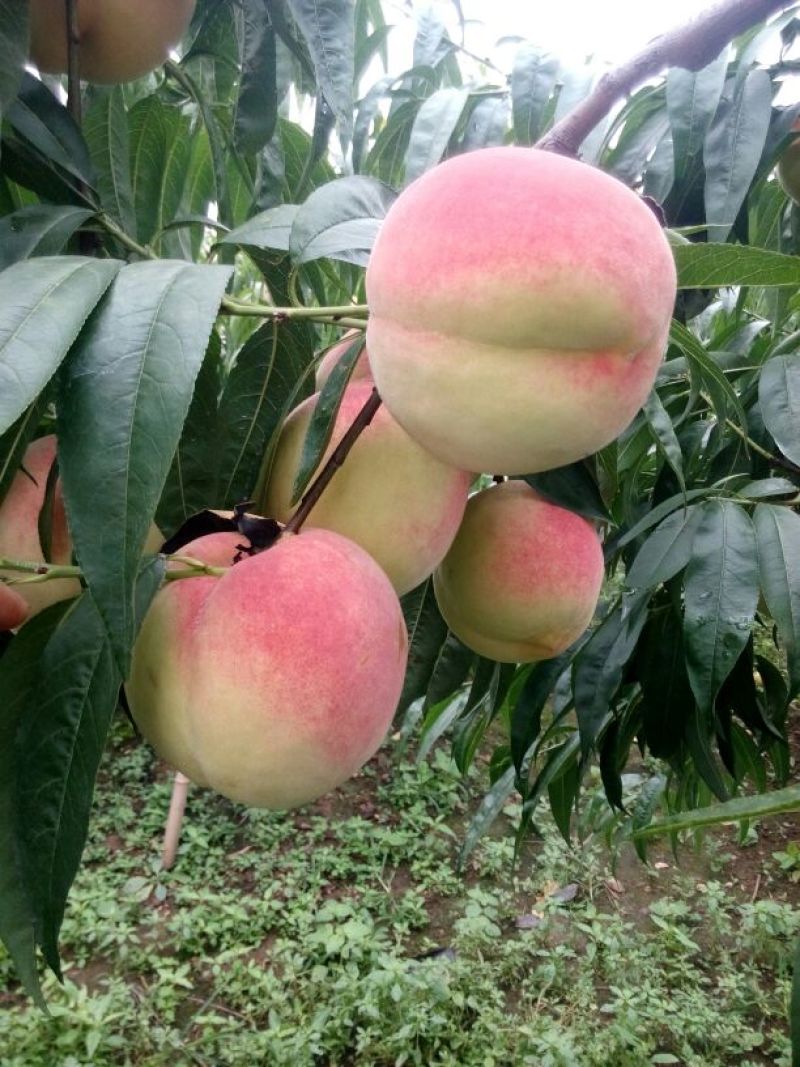桃树苗新品种水蜜桃苗早春米蜜桃苗成熟期早黄金桃苗种植基