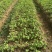 银杏苗80cm以上三毛一根