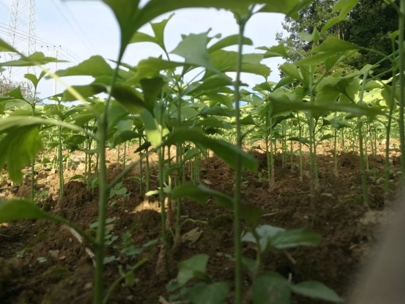 银杏苗80cm以上三毛一根