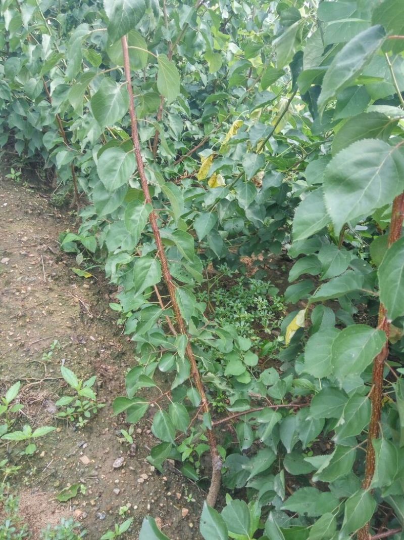 荷兰香密杏子苗珍珠油杏种植当年结果