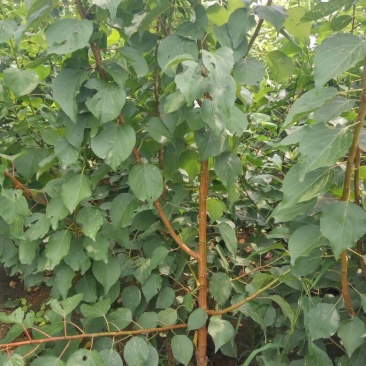 荷兰香密杏子苗珍珠油杏种植当年结果