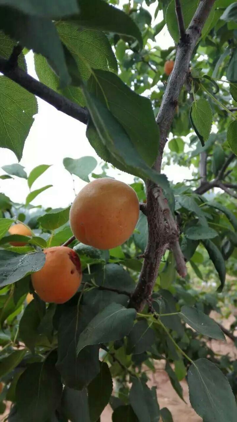 荷兰香密杏子苗珍珠油杏种植当年结果