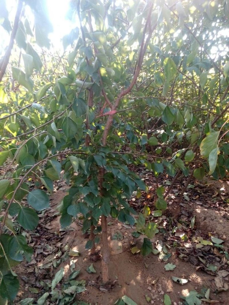 荷兰香密杏子苗珍珠油杏种植当年结果
