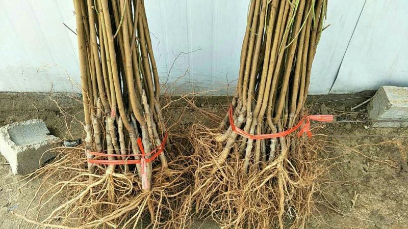 晚熟桃苗金秋红蜜果面全红种植基地批发优质桃苗