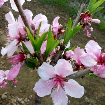 晚熟桃苗金秋红蜜果面全红种植基地批发优质桃苗