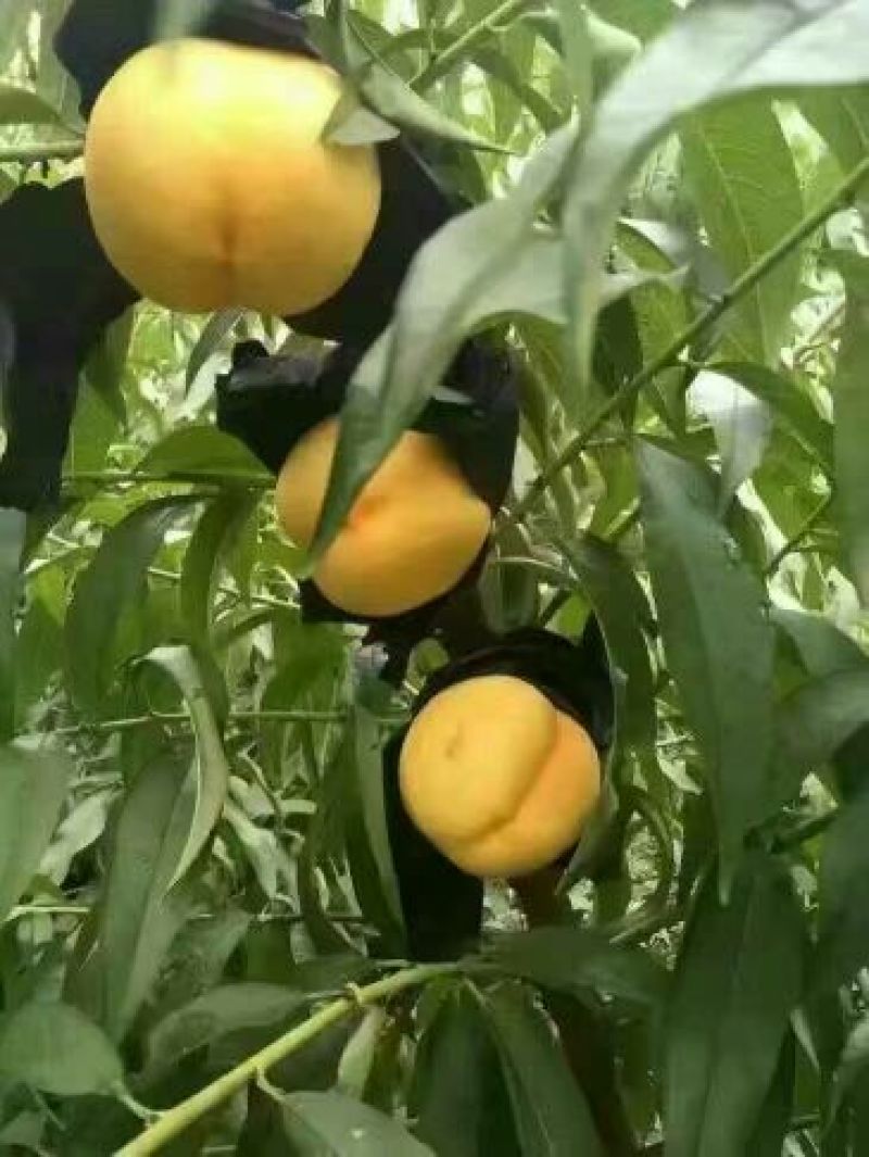 晚熟桃苗金秋红蜜果面全红种植基地批发优质桃苗