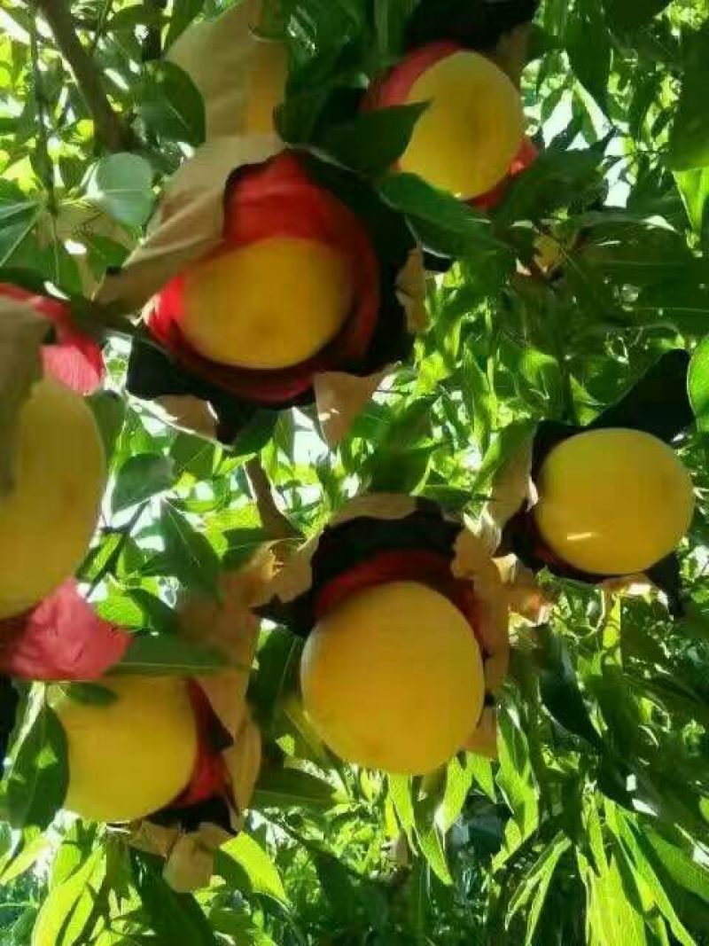 晚熟桃苗金秋红蜜果面全红种植基地批发优质桃苗