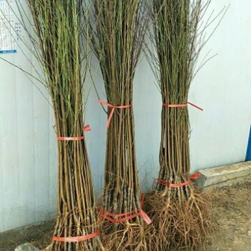 3厘米带花芽桃树苗中油系列品种种植基地