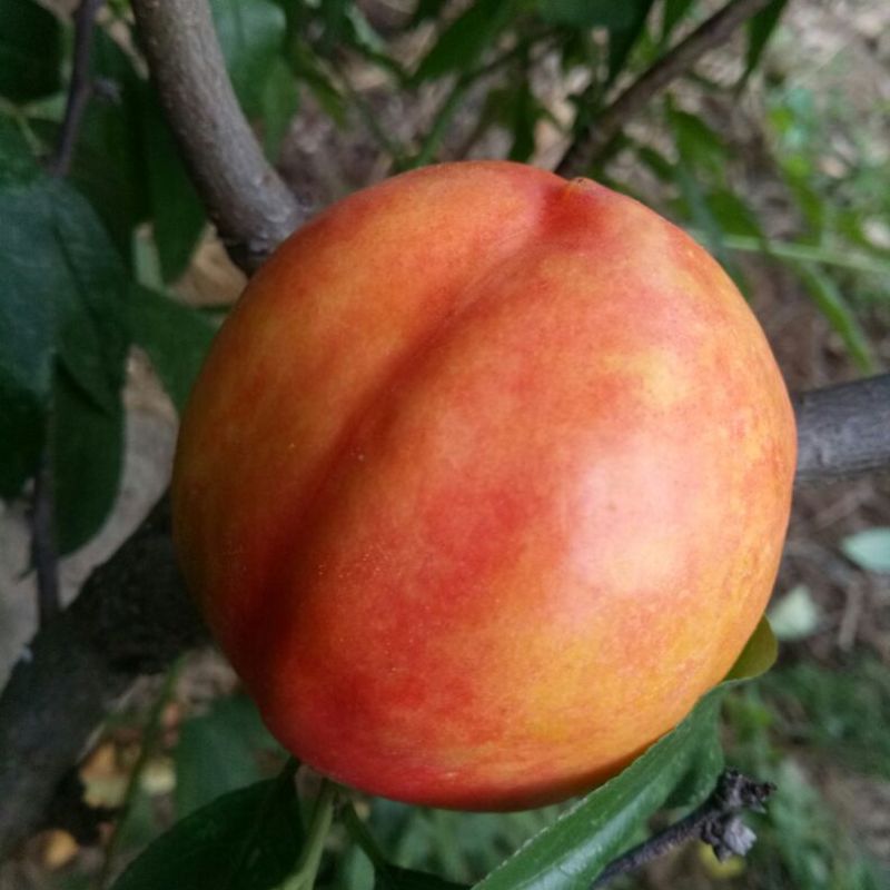 3厘米带花芽桃树苗中油系列品种种植基地