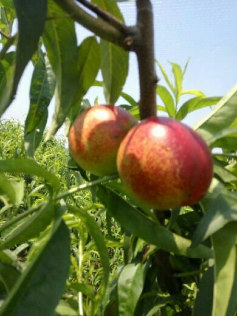 3厘米带花芽桃树苗中油系列品种种植基地
