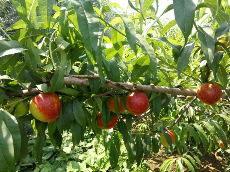 3厘米带花芽桃树苗中油系列品种种植基地