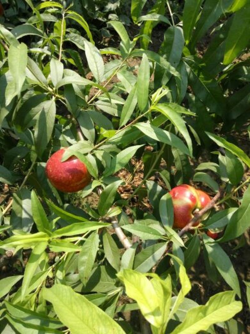 3厘米带花芽桃树苗中油系列品种种植基地