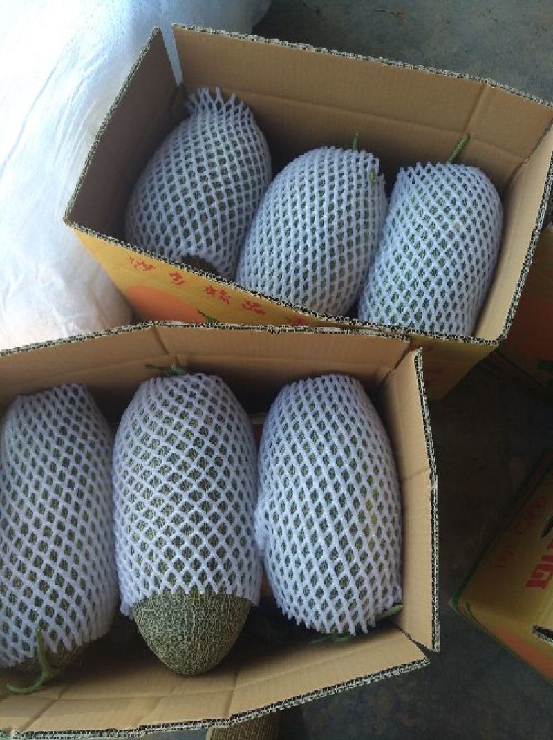 伽师瓜5斤以上椭圆形