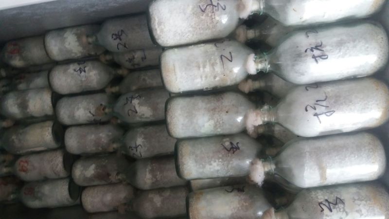 平菇菌种纯棉籽壳