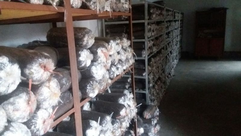 平菇菌种纯棉籽壳