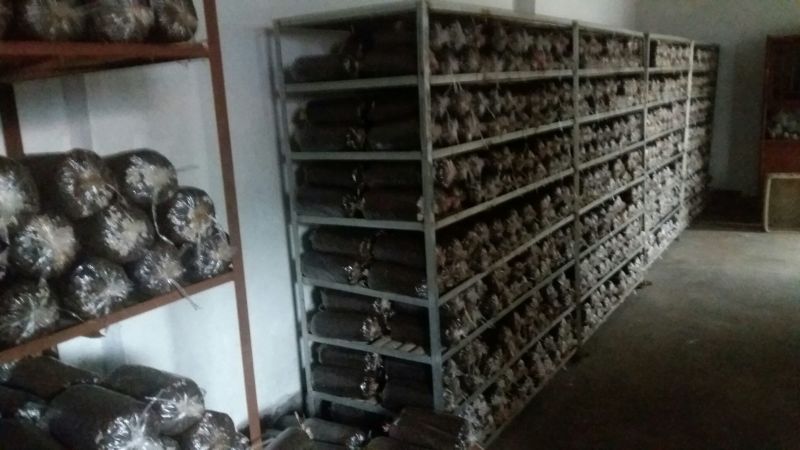 平菇菌种纯棉籽壳