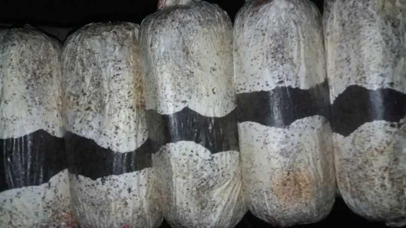 平菇菌种纯棉籽壳