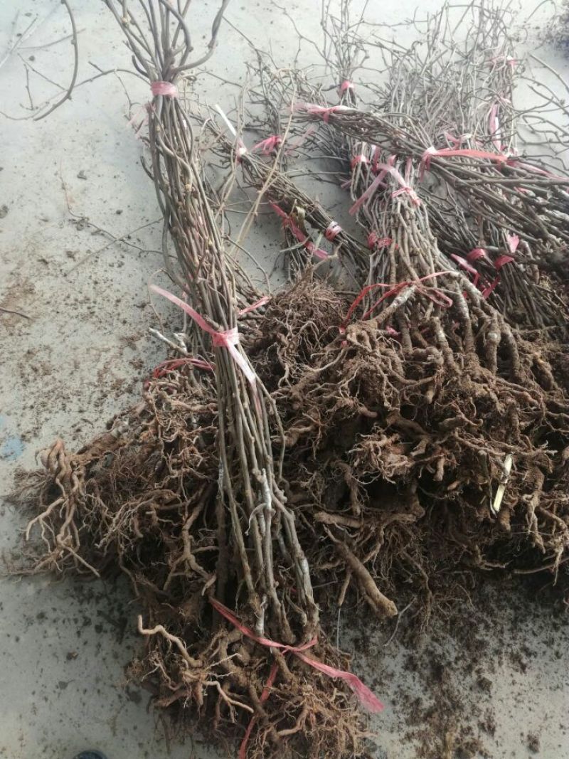 夏黑葡萄苗1年50~80cm