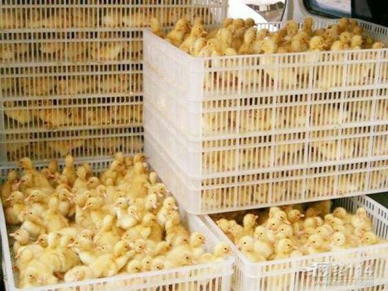 鹅苗250g以下