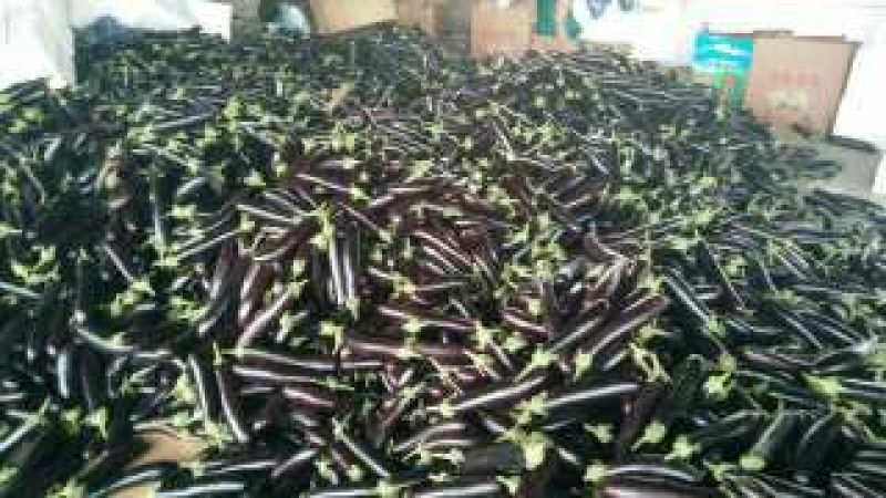 布利塔长茄2两以上