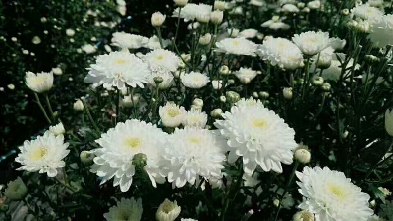 药用菊花袋装