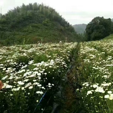 药用菊花袋装