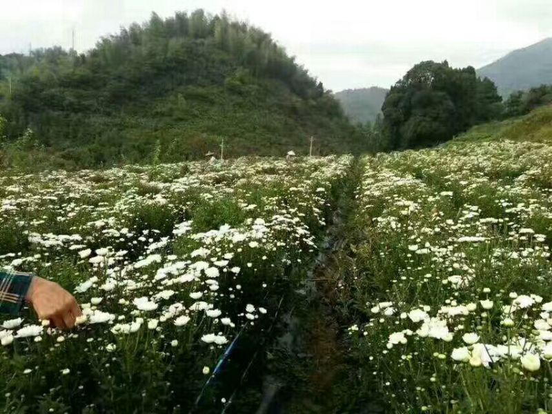 药用菊花袋装