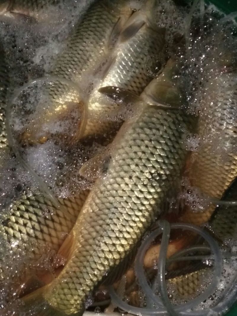白鲫食用