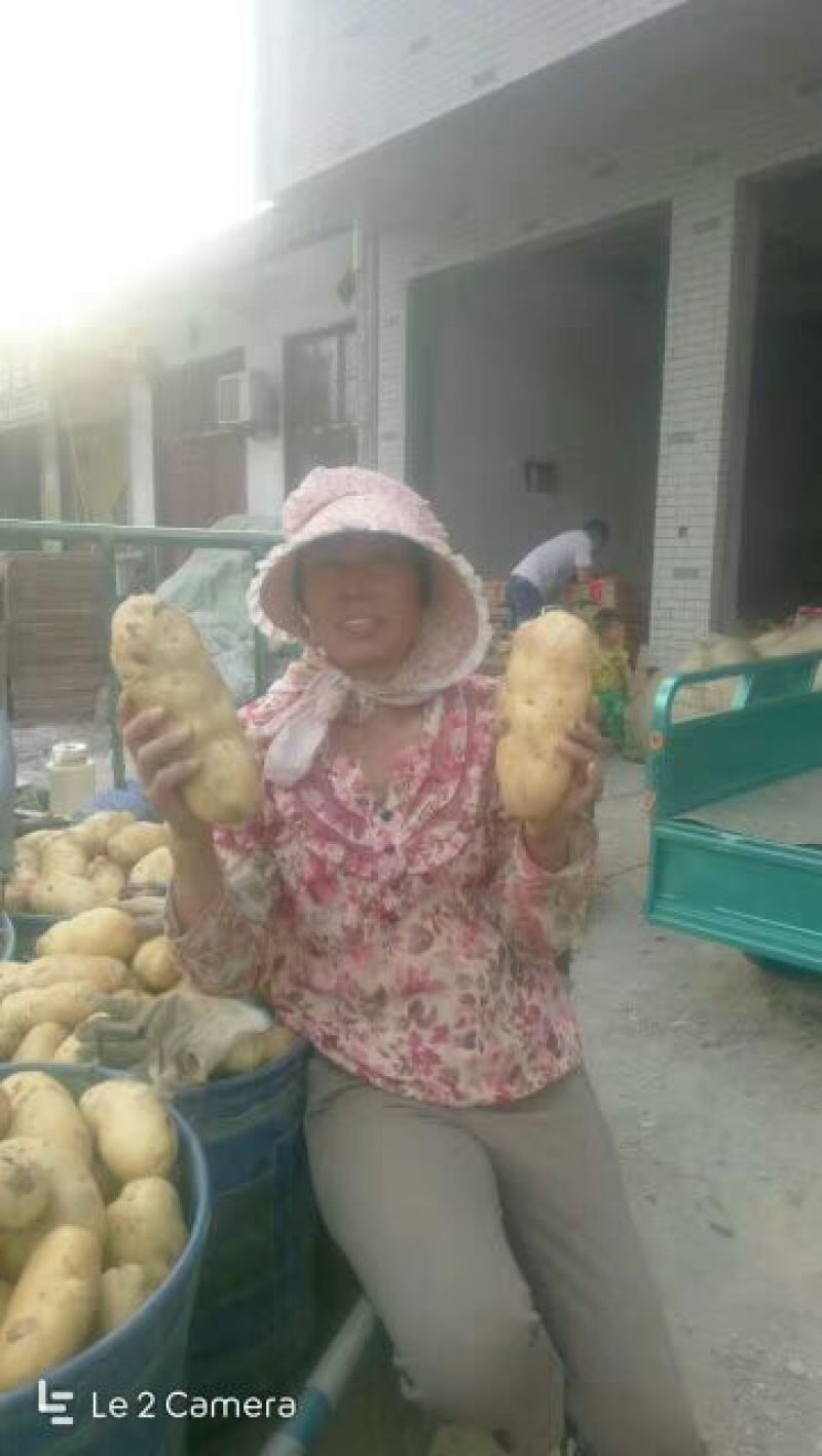山东省潍坊市安丘市荷兰806土豆种子何兰十五原种