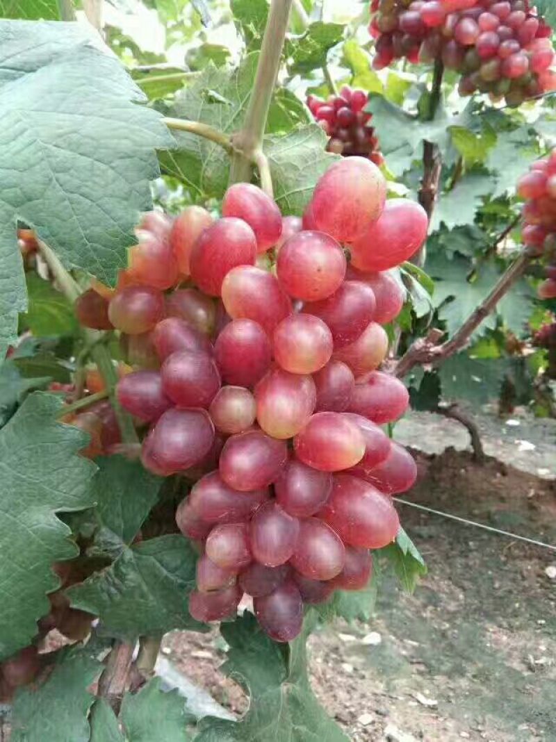 阳光玫瑰葡萄树苗葡萄树苖特大爬藤巨峰南方北方种植无核蓝宝