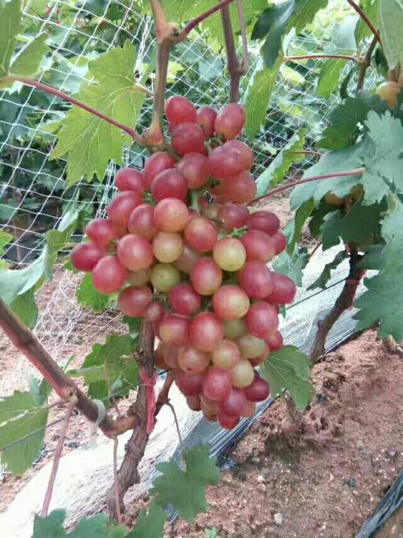阳光玫瑰葡萄树苗葡萄树苖特大爬藤巨峰南方北方种植无核蓝宝