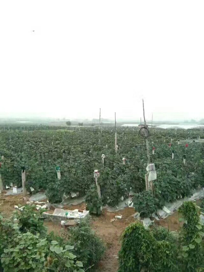 阳光玫瑰葡萄树苗葡萄树苖特大爬藤巨峰南方北方种植无核蓝宝