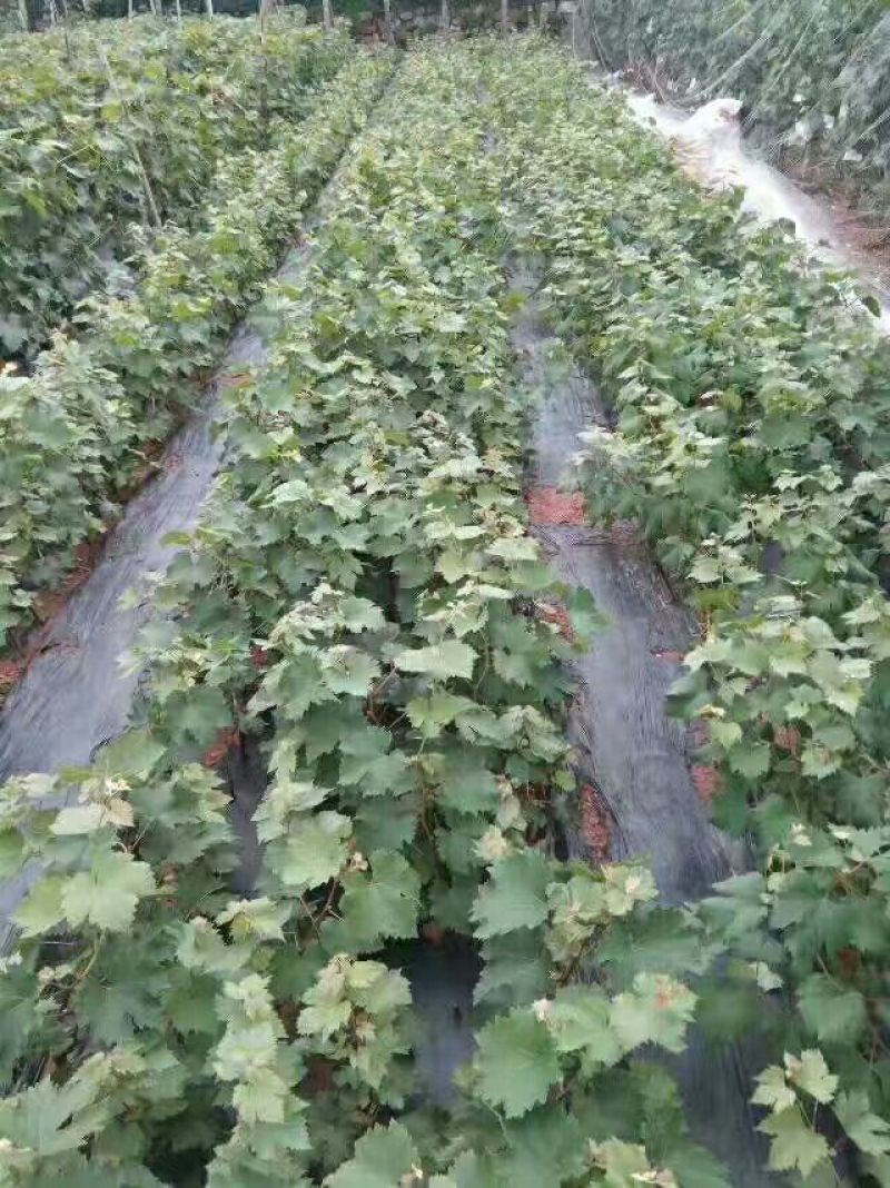 阳光玫瑰葡萄树苗葡萄树苖特大爬藤巨峰南方北方种植无核蓝宝