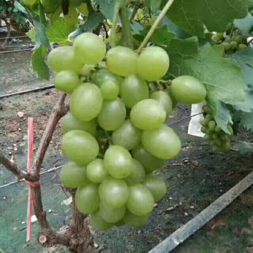 阳光玫瑰葡萄树苗葡萄树苖特大爬藤巨峰南方北方种植无核蓝宝