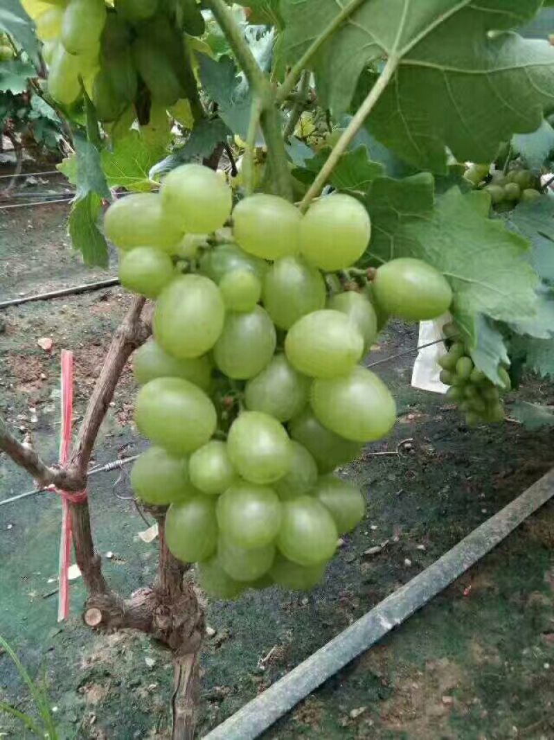 阳光玫瑰葡萄树苗葡萄树苖特大爬藤巨峰南方北方种植无核蓝宝