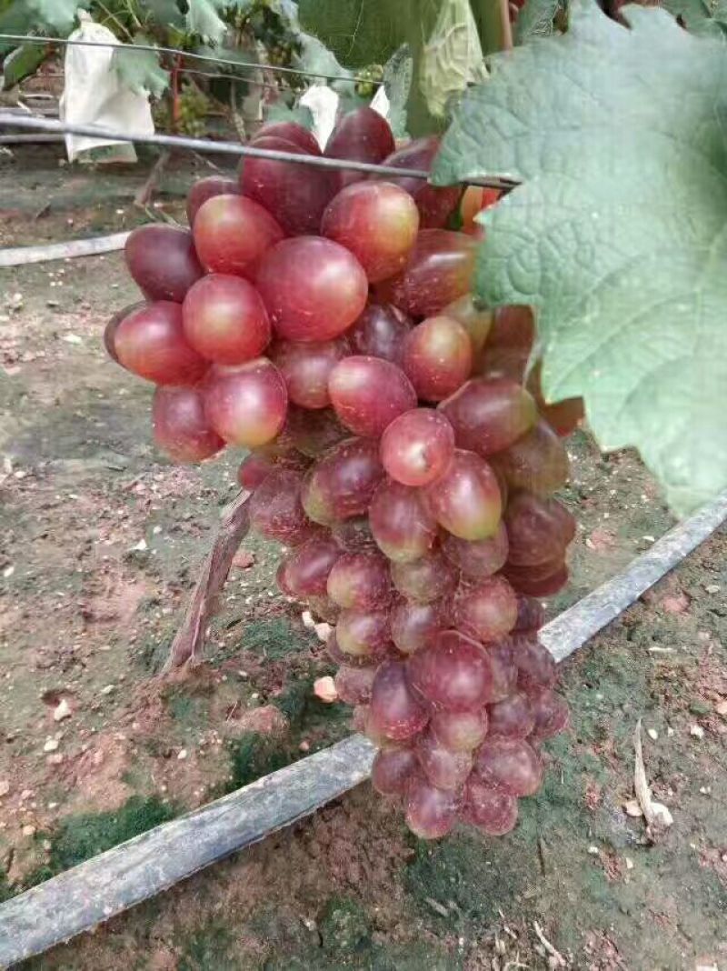 阳光玫瑰葡萄树苗葡萄树苖特大爬藤巨峰南方北方种植无核蓝宝