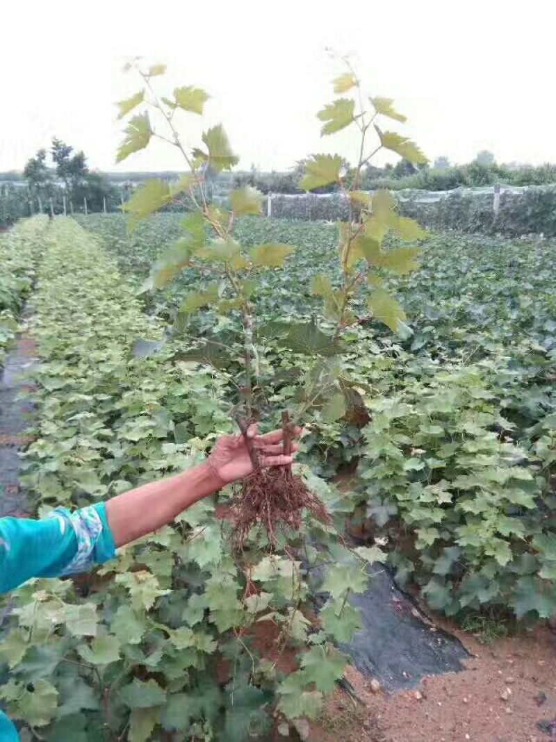 阳光玫瑰葡萄树苗葡萄树苖特大爬藤巨峰南方北方种植无核蓝宝