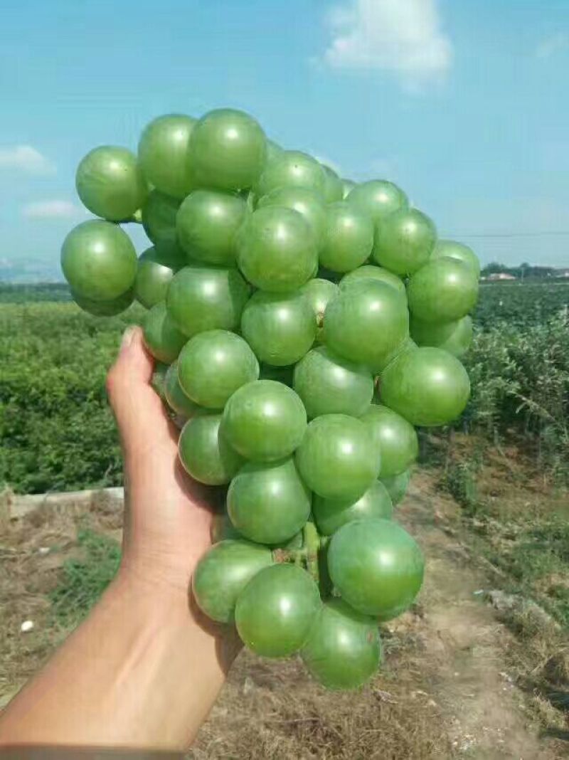 阳光玫瑰葡萄树苗葡萄树苖特大爬藤巨峰南方北方种植无核蓝宝