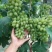 阳光玫瑰葡萄树苗葡萄树苖特大爬藤巨峰南方北方种植无核蓝宝
