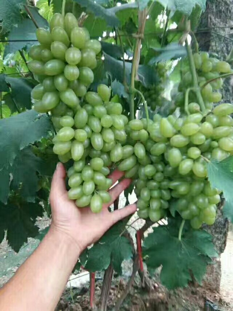 阳光玫瑰葡萄树苗葡萄树苖特大爬藤巨峰南方北方种植无核蓝宝