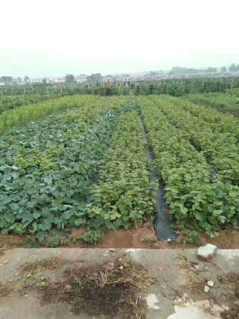 阳光玫瑰葡萄树苗葡萄树苖特大爬藤巨峰南方北方种植无核蓝宝