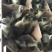 灰鹅苗60~70g！公苗，母苗，统货！