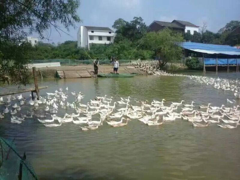 蛋鸭苗！公苗！母苗！以及统货！