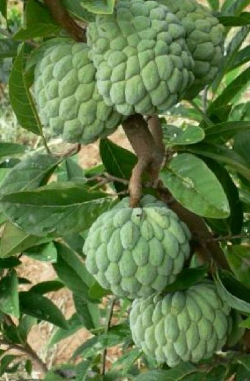 番荔枝苗，凤梨释50~80cm嫁接苗，当年种，当年结果