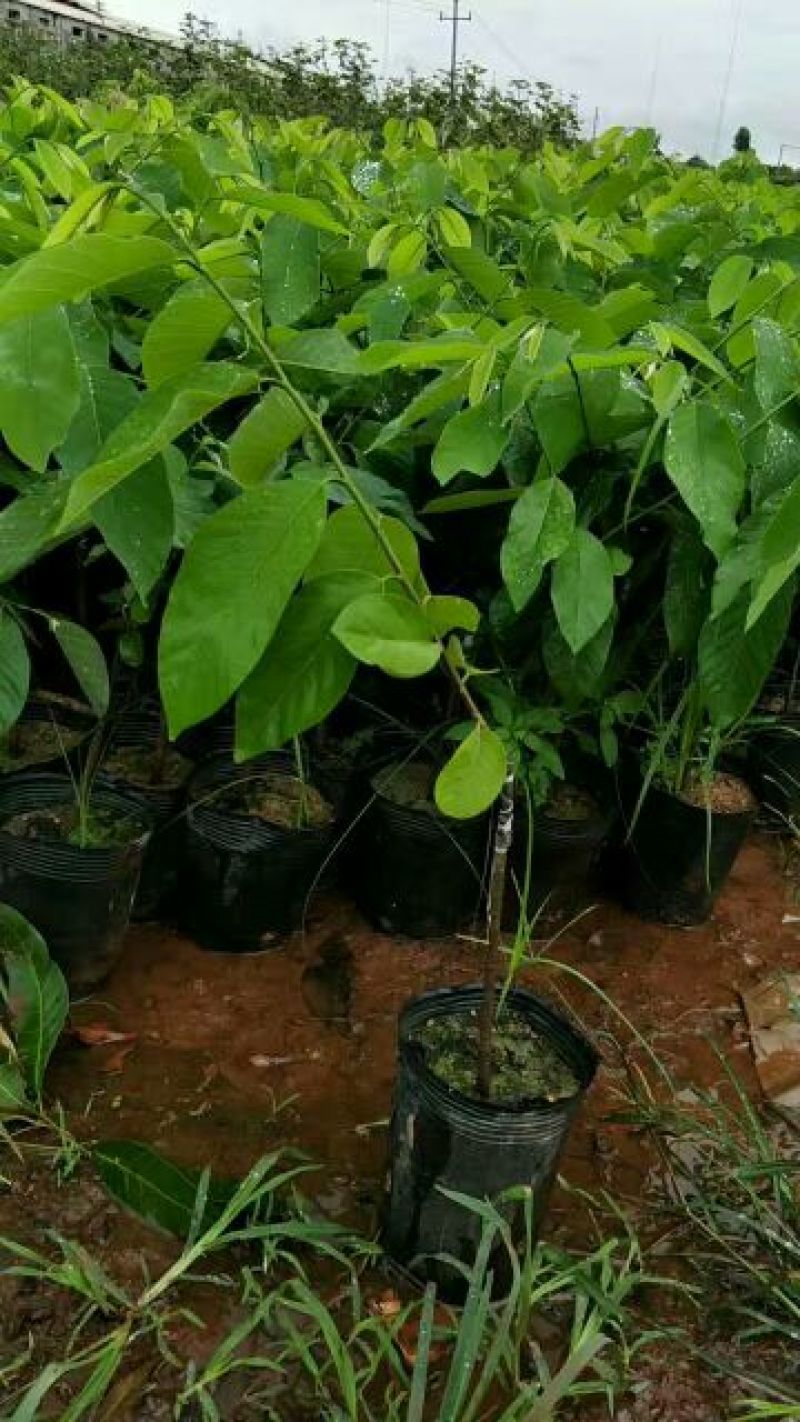 番荔枝苗，凤梨释50~80cm嫁接苗，当年种，当年结果
