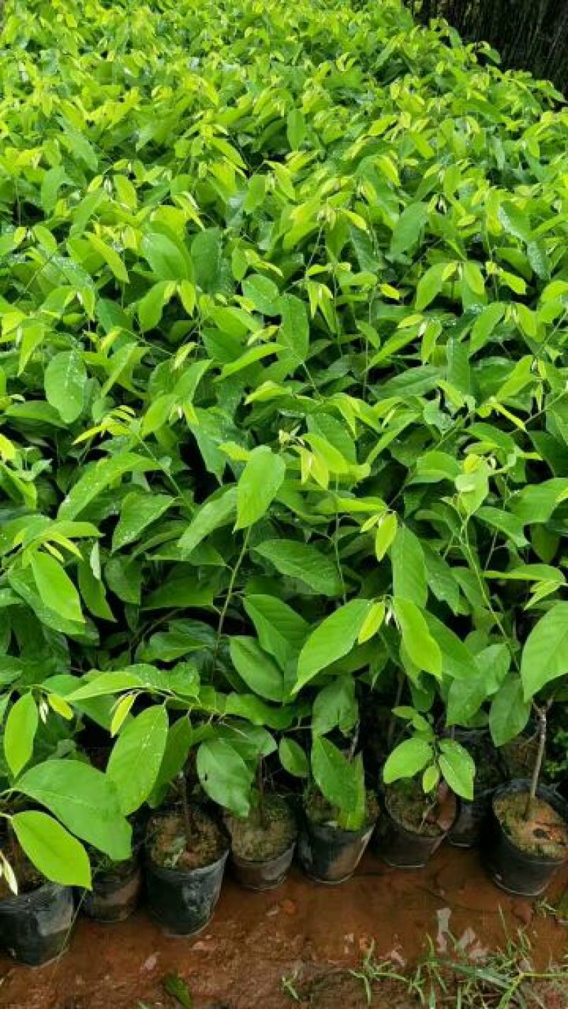 番荔枝苗，凤梨释50~80cm嫁接苗，当年种，当年结果