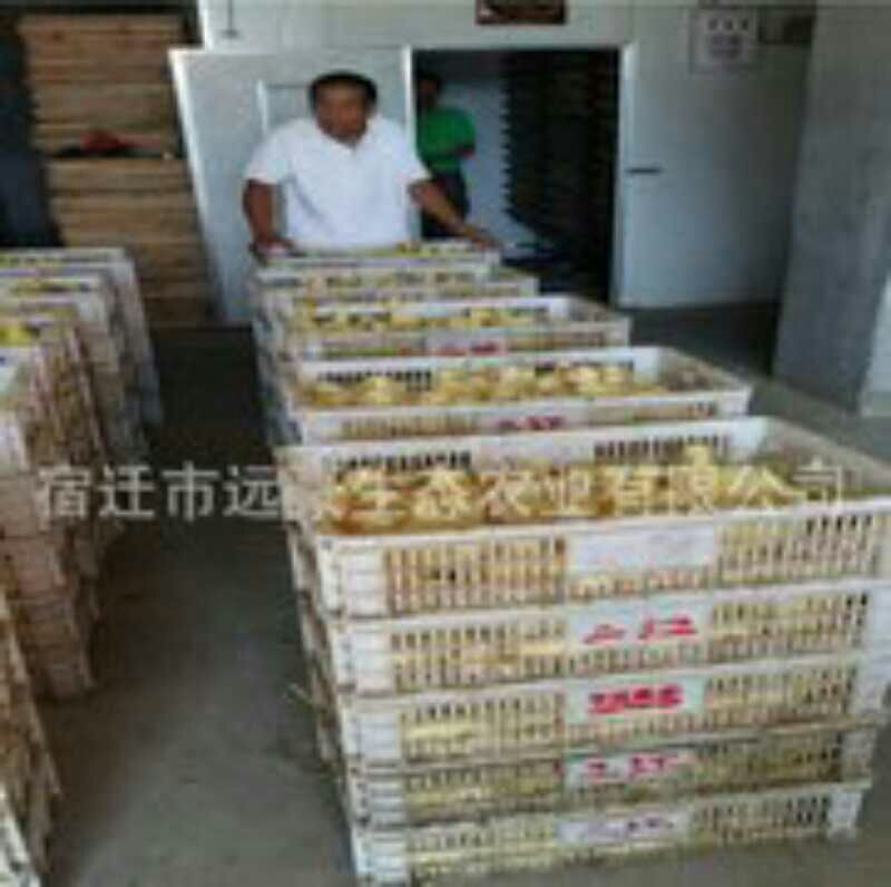 鹅苗250g以下